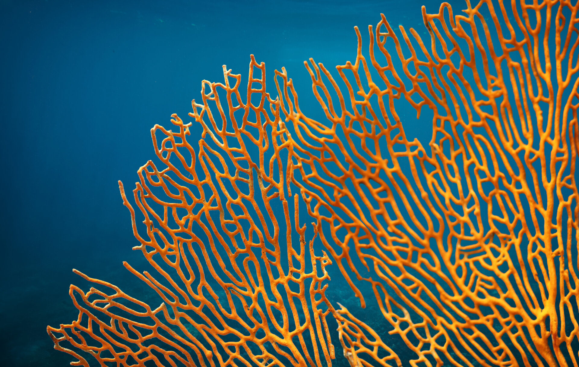 Orange soft coral Subergorgia sp or Subergorgonia, marine life, close up underwater background